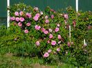 Gertrude Jekyll