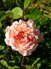 Abraham Darby 2