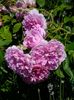 Harlow Carr