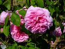 Gertrude Jekyll