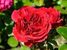 Red Leonardo da Vinci