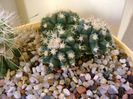 Echinocactus grusonii v. inermis