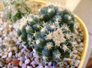 Echinocactus grusonii v. inermis