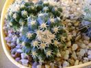 Echinocactus grusonii v. inermis