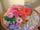Euphorbia milii Pink Cadillac