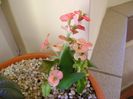 Euphorbia milii Pink Cadillac