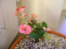 Euphorbia milii 'Pink Cadillac'