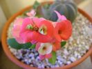Euphorbia milii Pink Cadillac
