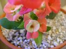Euphorbia milii Pink Cadillac