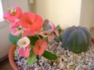 10 dec. 2017: Euphorbia milii Pink Cadillac