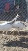 IMG-20171206-WA0005