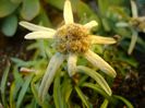 10 dec. 2017: Floare de colt (Leontopodium alpinum)
