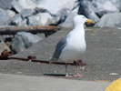 DSC00568