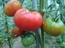 RUSSIAN BEEFSTEAK RED (3)