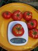 RUSSIAN BEEFSTEAK RED (30)