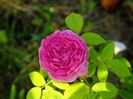 Reine de Violettes