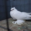 SAM_5664