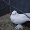 SAM_5678