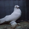SAM_5691