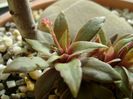 Crassula orbicularis