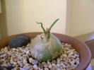 Bowiea volubilis