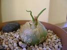Bowiea volubilis