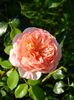 Abraham Darby 1