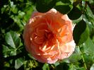 Abraham Darby 1