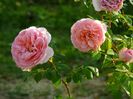 Abraham Darby 1