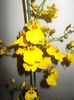 Oncidium Musterland Stern