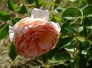 Abraham Darby 2