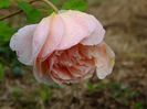 Abraham Darby 2