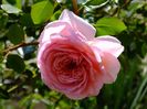 Abraham Darby 1 neobositul