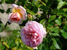 Abraham Darby 1