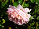 Abraham Darby 1