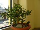Euphorbia stenoclada