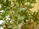 Euphorbia stenoclada