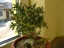 Euphorbia stenoclada