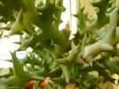 Euphorbia stenoclada, detaliu