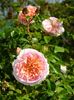 Abraham Darby 1