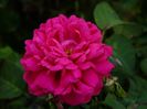 Rose de Rescht