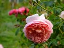 Abraham Darby 1