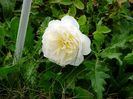 Crocus Rose