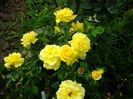 Friesia