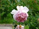 Abraham Darby 1