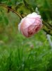 Abraham Darby 1