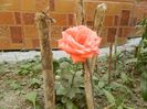 Picture 037