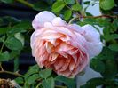 Abraham Darby 1