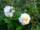 Crocus Rose