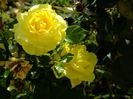 Friesia